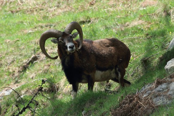 Approche du mouflon - Vallon de Cerise 