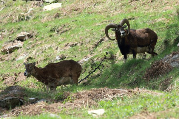 Approche du mouflon - Vallon de Cerise 
