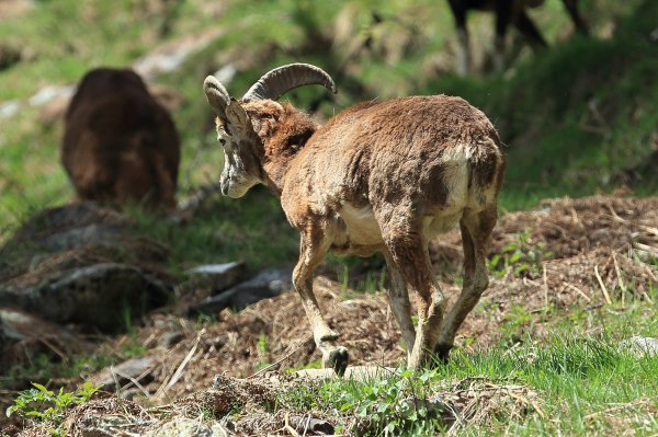 Approche du mouflon - Vallon de Cerise 