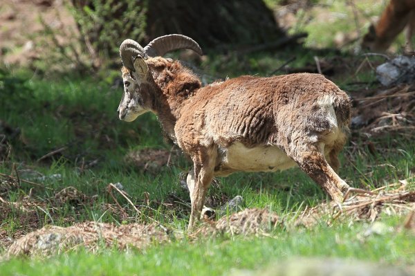 Approche du mouflon - Vallon de Cerise 