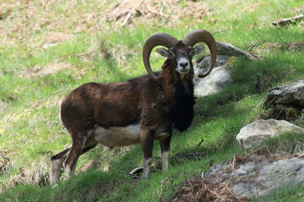 Approche du mouflon - Vallon de Cerise 