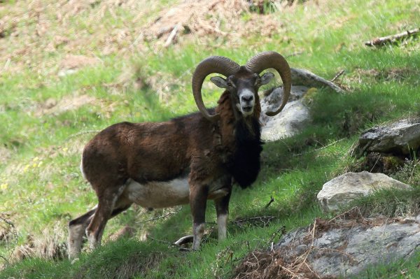 Approche du mouflon - Vallon de Cerise 