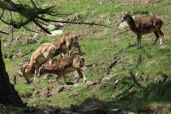 Approche du mouflon - Vallon de Cerise 