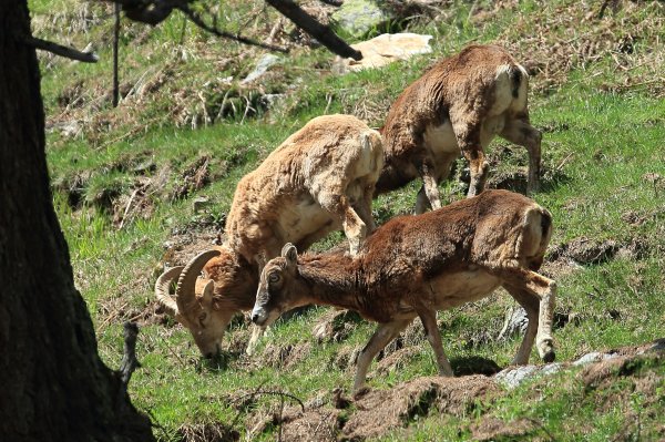Approche du mouflon - Vallon de Cerise 