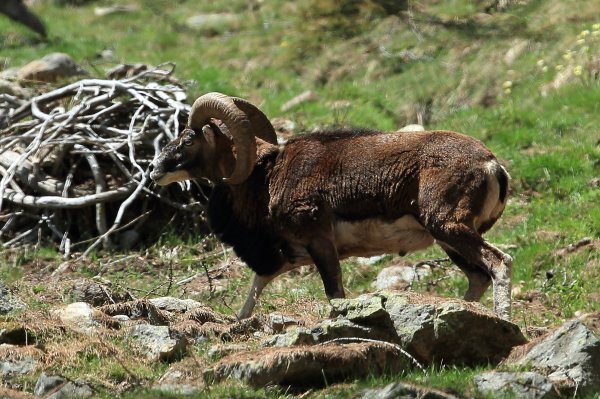 Approche du mouflon - Vallon de Cerise 