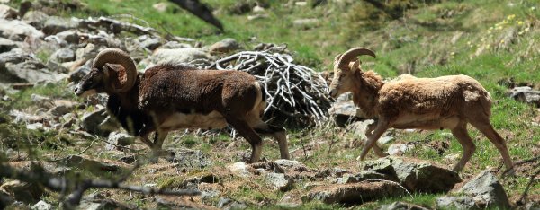 Approche du mouflon - Vallon de Cerise 