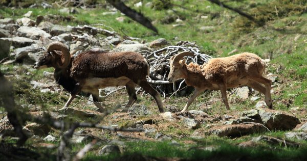 Approche du mouflon - Vallon de Cerise 