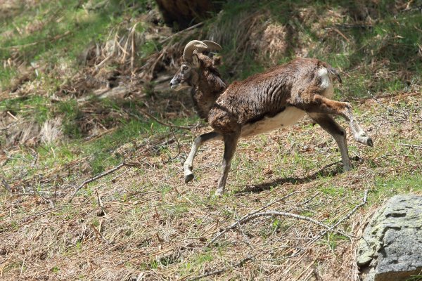Mouflon en fuite &agrave; l