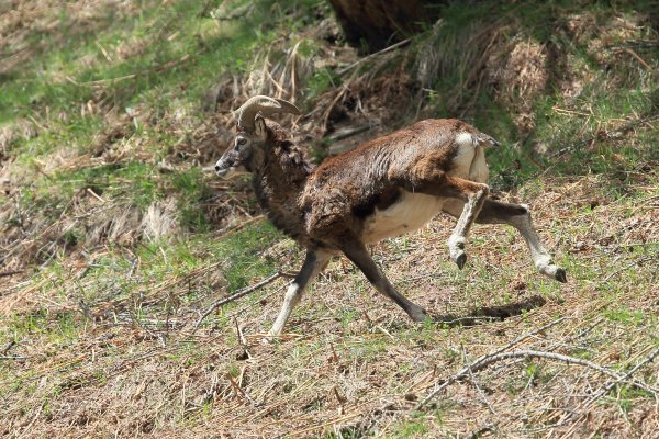 Mouflon en fuite &agrave; l