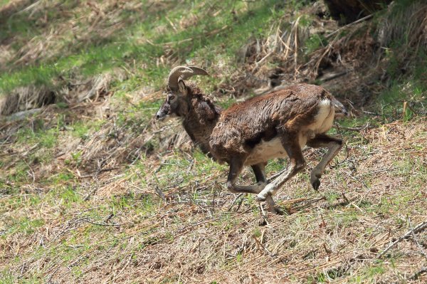 Mouflon en fuite &agrave; l