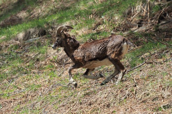 Mouflon en fuite &agrave; l