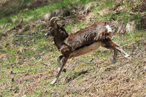 Mouflon en fuite &agrave; l