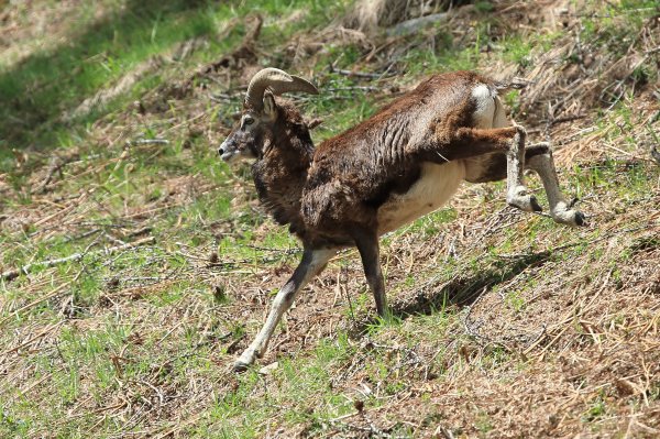 Mouflon en fuite &agrave; l