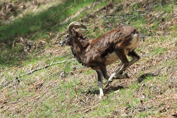 Mouflon en fuite &agrave; l