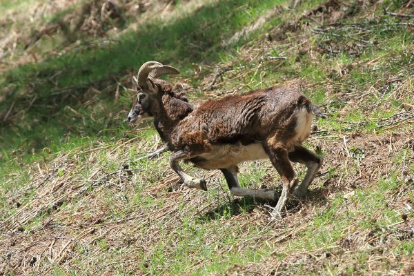 Mouflon en fuite &agrave; l