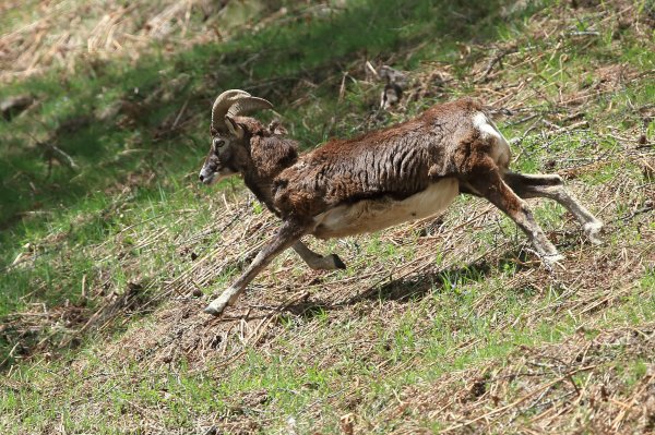 Mouflon en fuite &agrave; l
