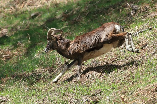 Mouflon en fuite &agrave; l
