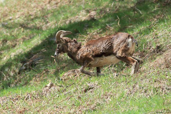 Mouflon en fuite &agrave; l