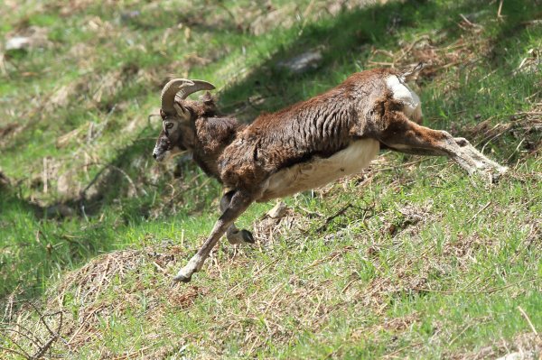 Mouflon en fuite &agrave; l
