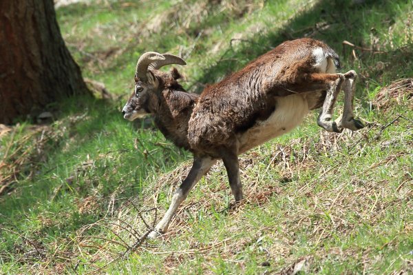 Mouflon en fuite &agrave; l
