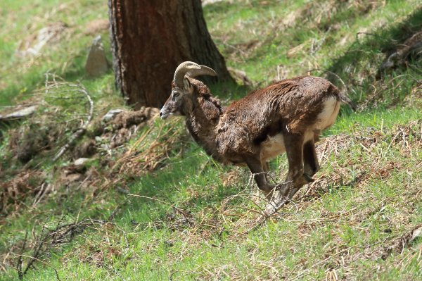 Mouflon en fuite &agrave; l