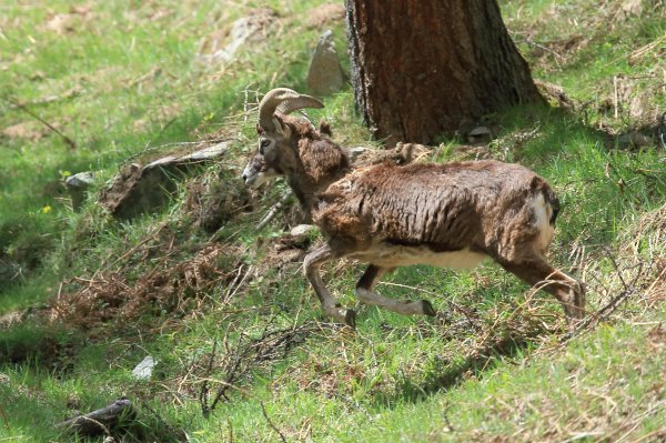 Mouflon en fuite &agrave; l