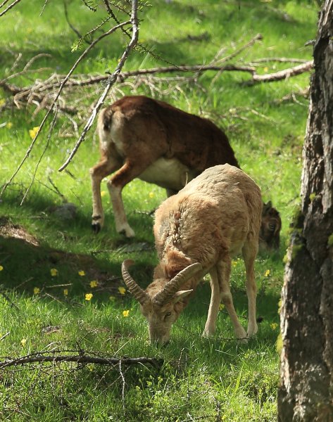 La harde des mouflons revient progressivement sur son lieu de paturage - Vallon de Cerise 