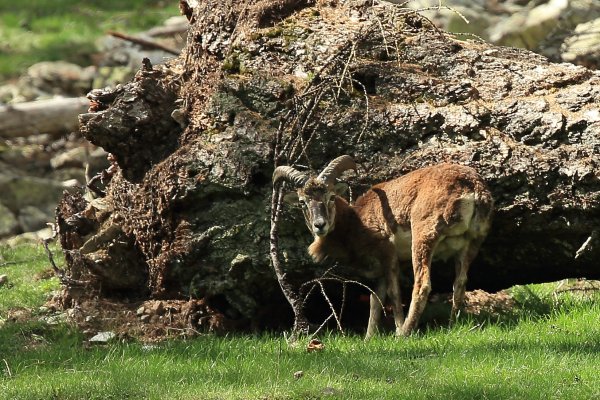 La harde des mouflons revient progressivement sur son lieu de paturage - Vallon de Cerise 