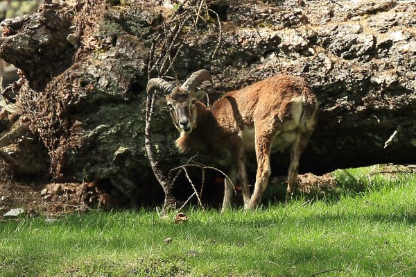 La harde des mouflons revient progressivement sur son lieu de paturage - Vallon de Cerise 