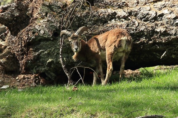 La harde des mouflons revient progressivement sur son lieu de paturage - Vallon de Cerise 