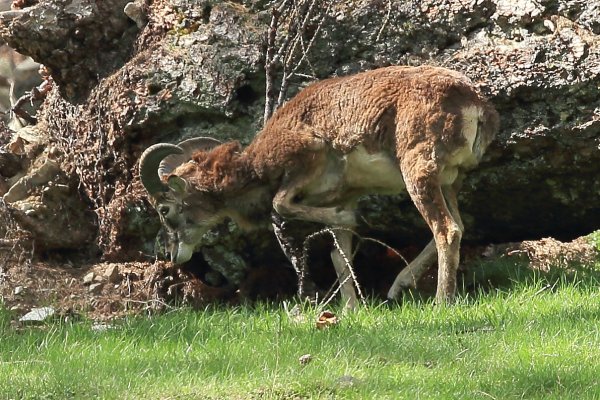 La harde des mouflons revient progressivement sur son lieu de paturage - Vallon de Cerise 