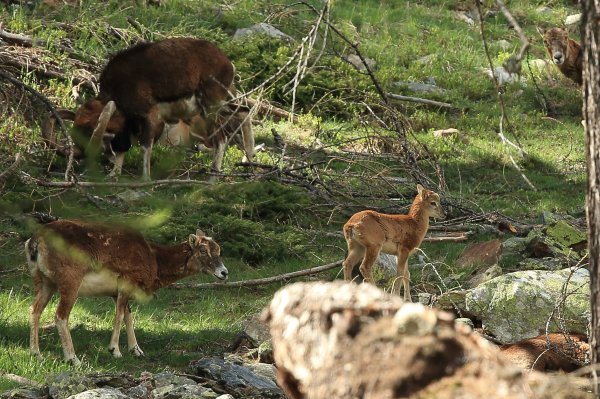 La harde des mouflons revient progressivement sur son lieu de paturage - Vallon de Cerise 
