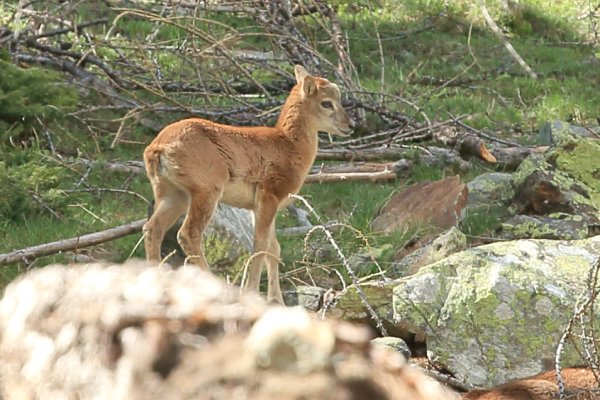 La harde des mouflons revient progressivement sur son lieu de paturage - Vallon de Cerise 