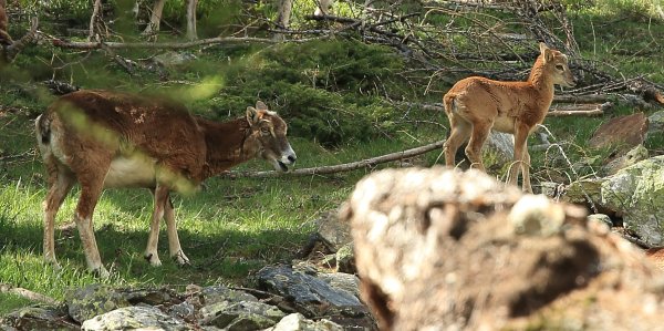 La harde des mouflons revient progressivement sur son lieu de paturage - Vallon de Cerise 