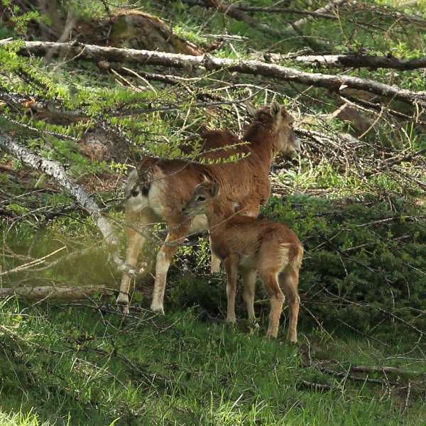 La harde des mouflons revient progressivement sur son lieu de paturage - Vallon de Cerise 