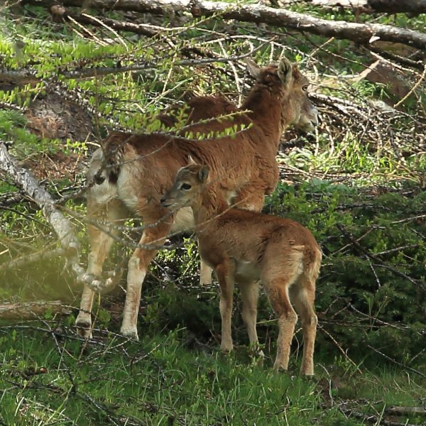 La harde des mouflons revient progressivement sur son lieu de paturage - Vallon de Cerise 
