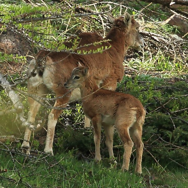 La harde des mouflons revient progressivement sur son lieu de paturage - Vallon de Cerise 