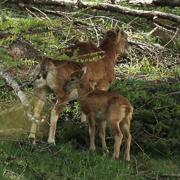 La harde des mouflons revient progressivement sur son lieu de paturage - Vallon de Cerise 