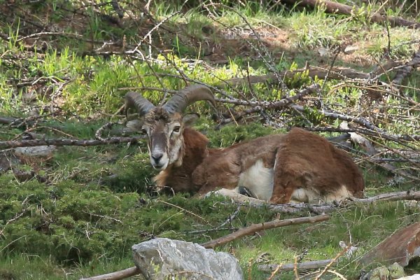 La harde des mouflons revient progressivement sur son lieu de paturage - Vallon de Cerise 