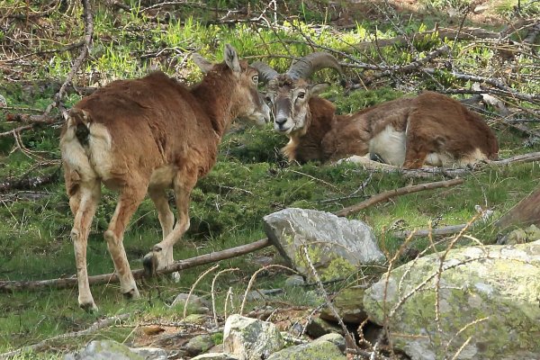 La harde des mouflons revient progressivement sur son lieu de paturage - Vallon de Cerise 