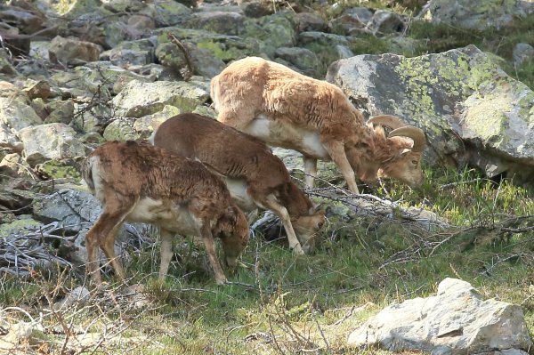 La harde des mouflons revient progressivement sur son lieu de paturage - Vallon de Cerise 