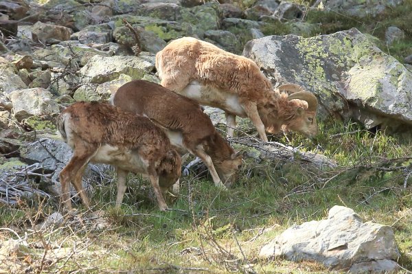 La harde des mouflons revient progressivement sur son lieu de paturage - Vallon de Cerise 