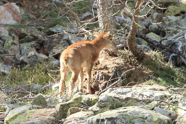 La harde des mouflons revient progressivement sur son lieu de paturage - Vallon de Cerise 