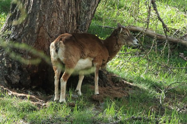 La harde des mouflons revient progressivement sur son lieu de paturage - Vallon de Cerise 