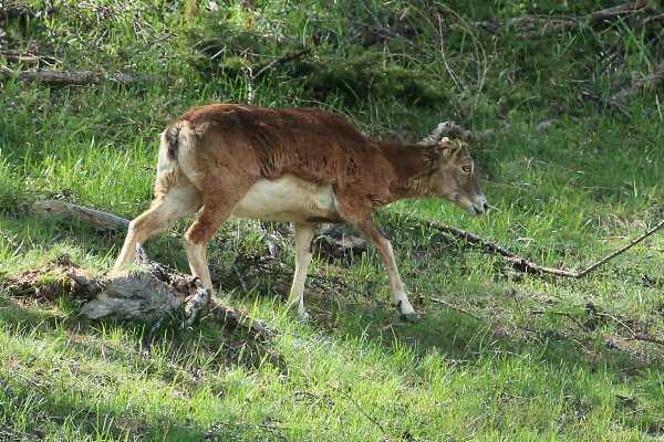 La harde des mouflons revient progressivement sur son lieu de paturage - Vallon de Cerise 
