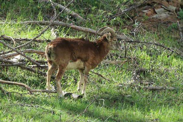 La harde des mouflons revient progressivement sur son lieu de paturage - Vallon de Cerise 