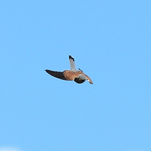 Faucon cr&eacute;cerelle m&acirc;le <a href="http://www.ornithomedia.com/pratique/identification/distinguer-faucons-crecerelle-crecerellette-00835.html" target="_blank" > Comment distinguer? </a>- Vallon du Cavalet - altitude 1800 m&egrave;tres <br>Si j