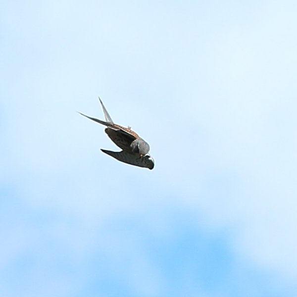 Faucon cr&eacute;cerelle m&acirc;le <a href="http://www.ornithomedia.com/pratique/identification/distinguer-faucons-crecerelle-crecerellette-00835.html" target="_blank" > Comment distinguer? </a>- Vallon du Cavalet - altitude 1800 m&egrave;tres <br>Si j