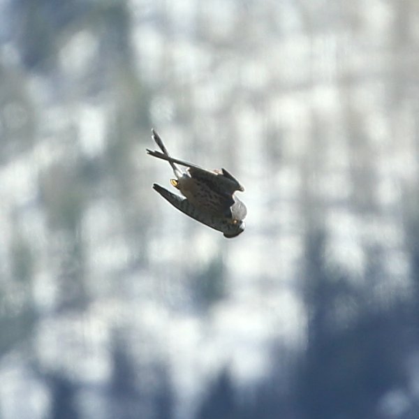 Faucon cr&eacute;cerelle m&acirc;le <a href="http://www.ornithomedia.com/pratique/identification/distinguer-faucons-crecerelle-crecerellette-00835.html" target="_blank" > Comment distinguer? </a>- Vallon du Cavalet - altitude 1800 m&egrave;tres <br>Si j