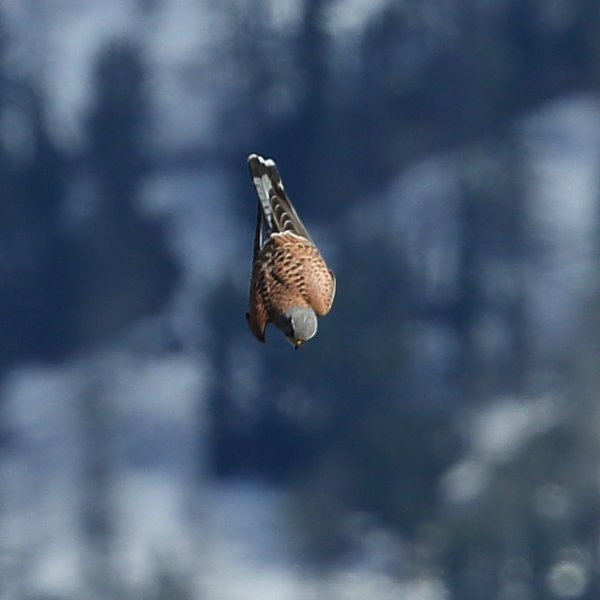 Faucon cr&eacute;cerelle m&acirc;le <a href="http://www.ornithomedia.com/pratique/identification/distinguer-faucons-crecerelle-crecerellette-00835.html" target="_blank" > Comment distinguer? </a>- Vallon du Cavalet - altitude 1800 m&egrave;tres <br>Si j